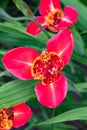 Mexican shellflower Tigridia pavonia Red, a bright red flower