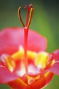 Tigridia pavonia -Mexican Shellflower