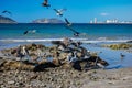 Mexican Shore Birds Royalty Free Stock Photo