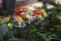 Mexican shrimp plant