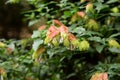 Mexican shrimp plant