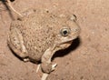 Mexican spadefoot toad