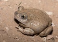 Mexican spadefoot toad Royalty Free Stock Photo