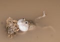 Mexican spadefoot toad Royalty Free Stock Photo