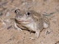 Mexican spadefoot toad Royalty Free Stock Photo