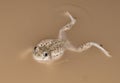 Mexican spadefoot toad Royalty Free Stock Photo