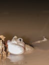 Mexican spadefoot toad Royalty Free Stock Photo