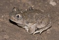 Mexican spadefoot toad