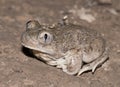 Mexican spadefoot toad Royalty Free Stock Photo