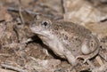 Mexican spadefoot toad Royalty Free Stock Photo