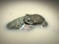 Mexican Spadefoot Toad - Spea multiplicata Royalty Free Stock Photo