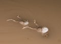 Mexican spadefoot toad Royalty Free Stock Photo