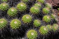 Mexican succulent, group of small cacti. Mammillaria compressa. Royalty Free Stock Photo