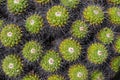 Mexican succulent, group of small cacti. Mammillaria compressa. Royalty Free Stock Photo
