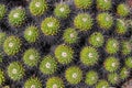 Mexican succulent, group of small cacti. Mammillaria compressa. Royalty Free Stock Photo