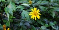 Yellow Mexican sunflower or Mexican sunflower weed