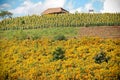 Mexican sun flower