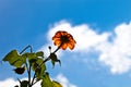 Mexican Sunflower 1895 Royalty Free Stock Photo