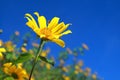 Mexican sunflower