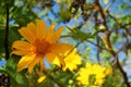 Mexican sunflower