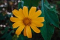 Mexican sunflower bloom season in Thailand Royalty Free Stock Photo