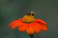 On Mexican Sunflower a Bumblebee feeding Royalty Free Stock Photo