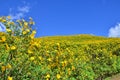 Mexican sunflower field