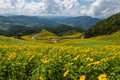 Mexican Sunflower fields on mountains