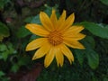 Mexican sunflower in full bloom Royalty Free Stock Photo