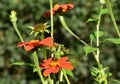 Mexican Sunflower hosting bumblebee Royalty Free Stock Photo
