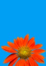 Mexican Sunflower Isolated on Blue Royalty Free Stock Photo