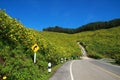 Mexican sunflower in Maehongson