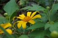 Mexican sunflower Tithonia diversifolia with a natural background. Also, use as herbal medicine for diabetes