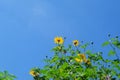 Mexican sunflower Tithonia diversifolia bright yellow bloom under blue sky Royalty Free Stock Photo