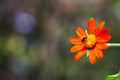 Mexican Sunflower - Tithonia diversifolia - with Bumble Bee