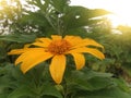 Mexican sunflower or tithonia diversifolia on nature background0 Royalty Free Stock Photo