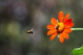 Mexican Sunflower - Tithonia diversifolia - with Two Bumble Bees