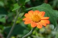 Mexican sunflower (tithonia rotundifolia