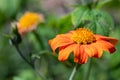 Mexican sunflower (tithonia rotundifolia