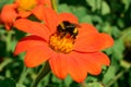 Red sunflower Tithonia rotundifolia bright orange-red flower with bumblebee