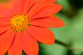 Red sunflower Tithonia rotundifolia bright orange-red flower in close-up