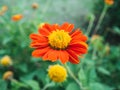 Mexican sunflower or Tithonia.