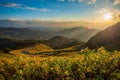 Mexican sunflower Tung Bua Tong flower on blue sky at sunset in Mae Hong Son Province, Thailand