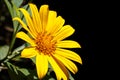 Mexican Sunflower Weed