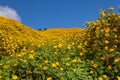 Mexican sunflower weed