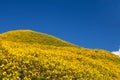 Mexican sunflower weed