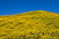 Mexican sunflower weed