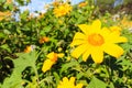 Mexican Sunflower Weed