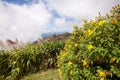 Mexican sunflower weed (Tithonia diversifolia) in Phutabberk Phe