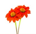 Mexican sunflower